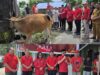 Diserahkan Langsung Ketua DPC PDI-Perjuangan Minut, Masjid Al-Hikmah Kima Bajo Terima Hewan Qurban