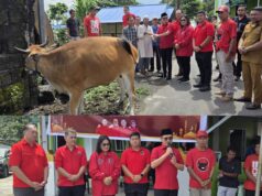 Diserahkan Langsung Ketua DPC PDI-Perjuangan Minut, Masjid Al-Hikmah Kima Bajo Terima Hewan Qurban