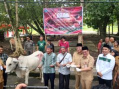 Bupati JG Serahkan Hewan Qurban Bagi 9 Masjid di Kabupaten Minahasa Utara